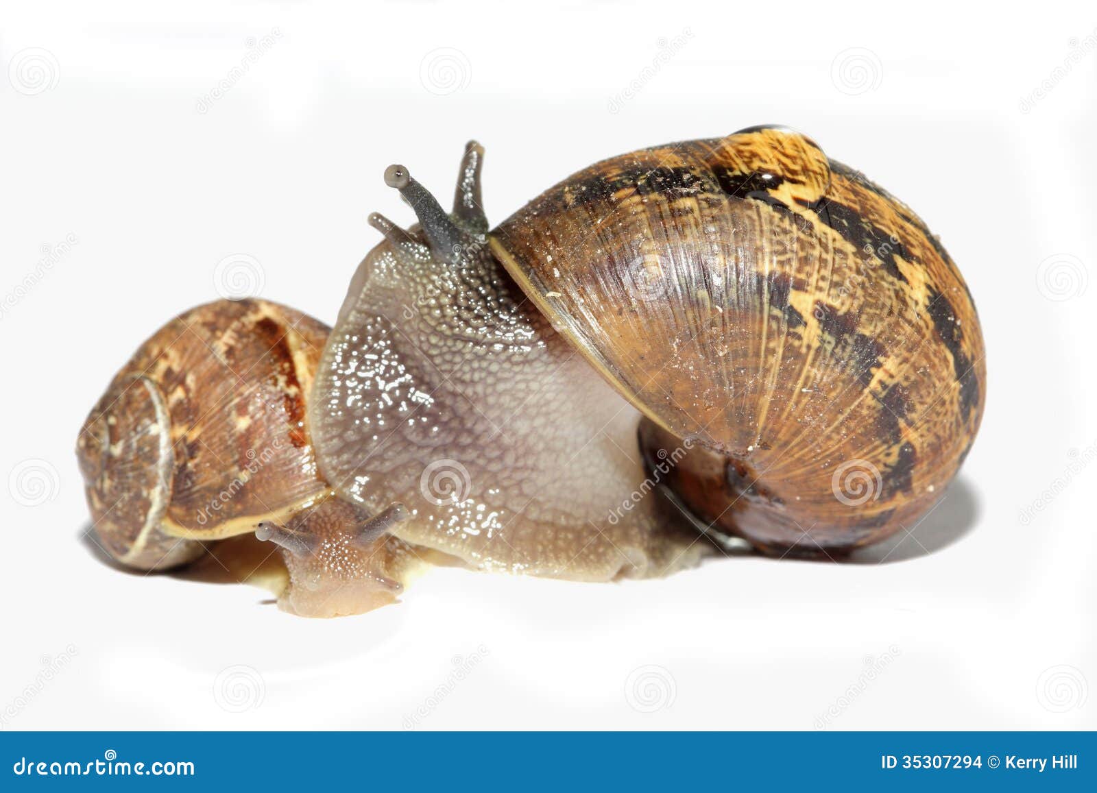 Snails together stock photo. Image of helix, isolated 35307294