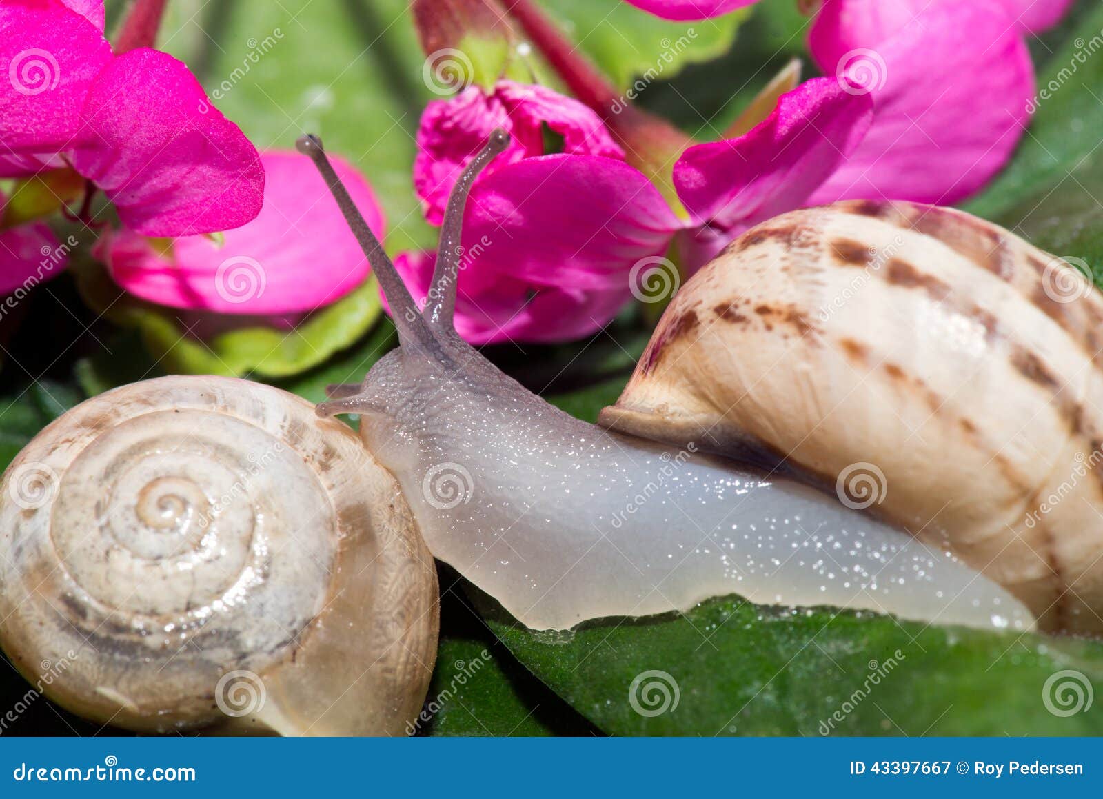 Snails stock image. Image of antenna, eyes, slime, brown 43397667