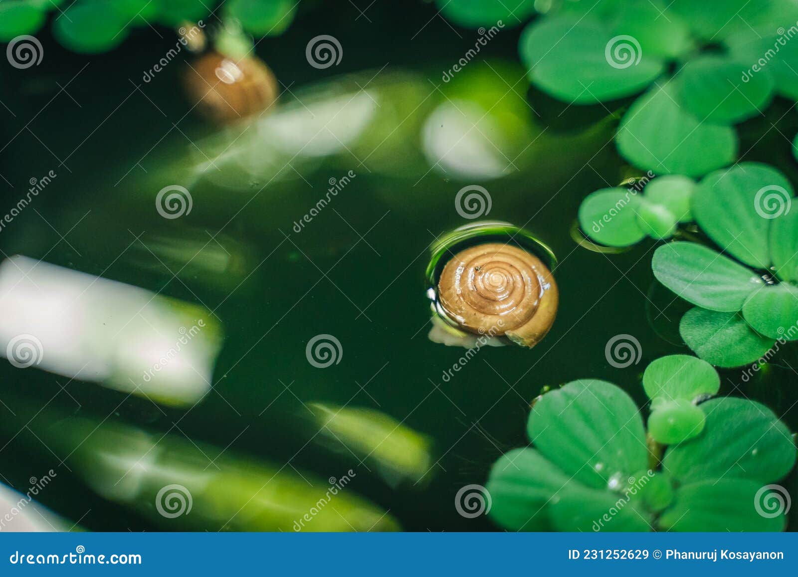 Snails in the Water with Water Plants Stock Image Image of snails