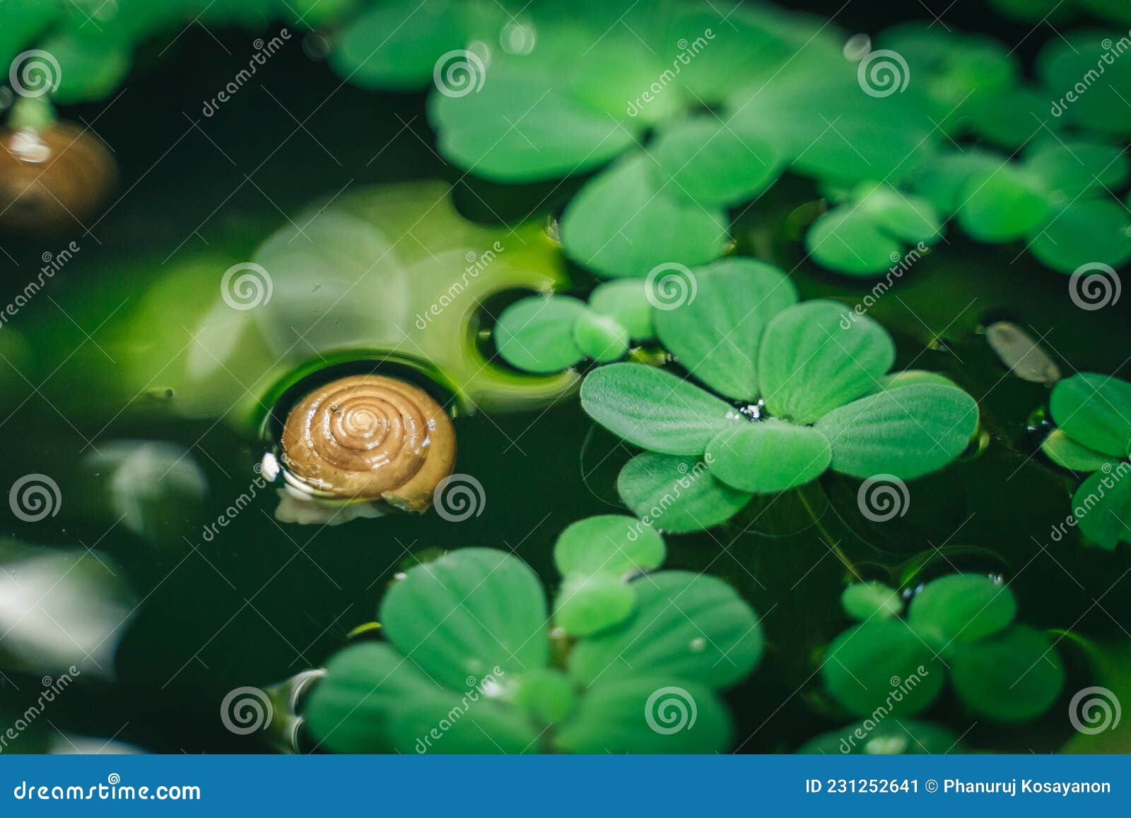 Snails in the Water with Water Plants Stock Image Image of deciduous