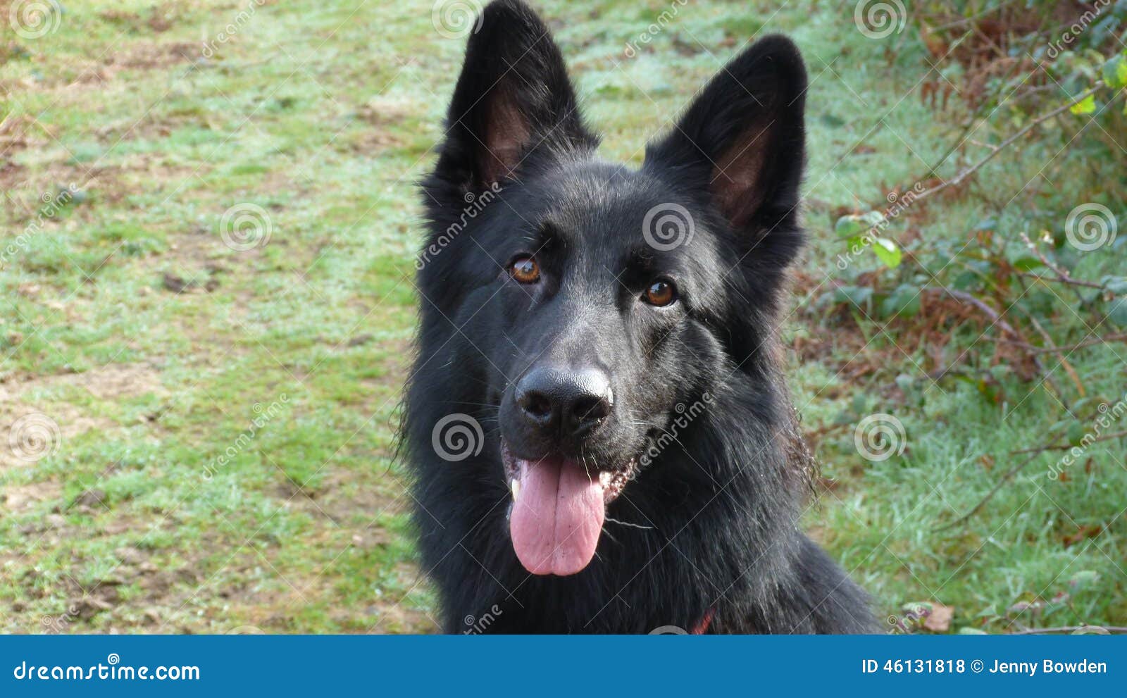 Beste Snak Met Een Laag Bedekte Zwarte Duitse Herder Dog Stock Foto XM-03