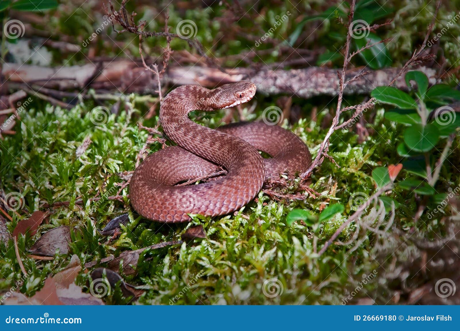Snake stock photo. Image of land, organism, figure, scale 26669180