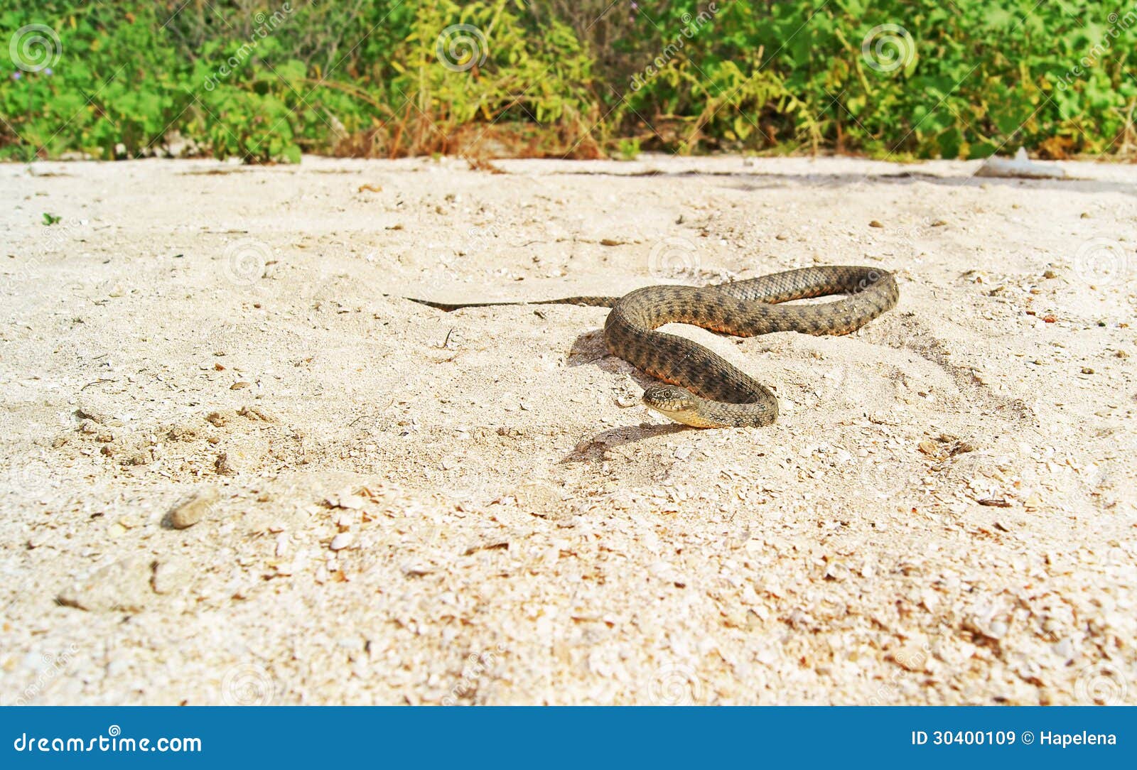 Snake on the Beach stock image. Image of snake, serpent 30400109