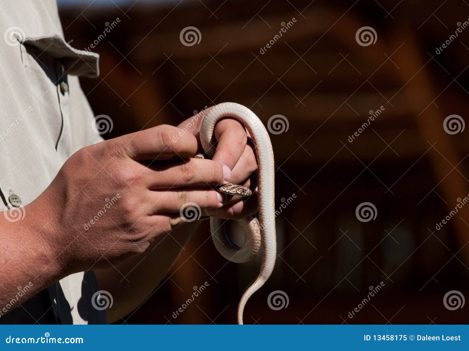 Snake being held stock image. Image of ecology, reptile 13458175