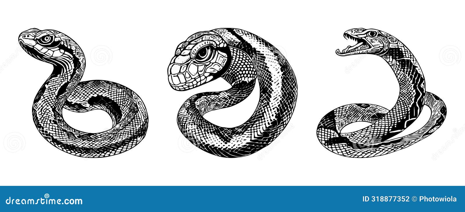 Snake Black and White Illustration Stock Illustration Illustration