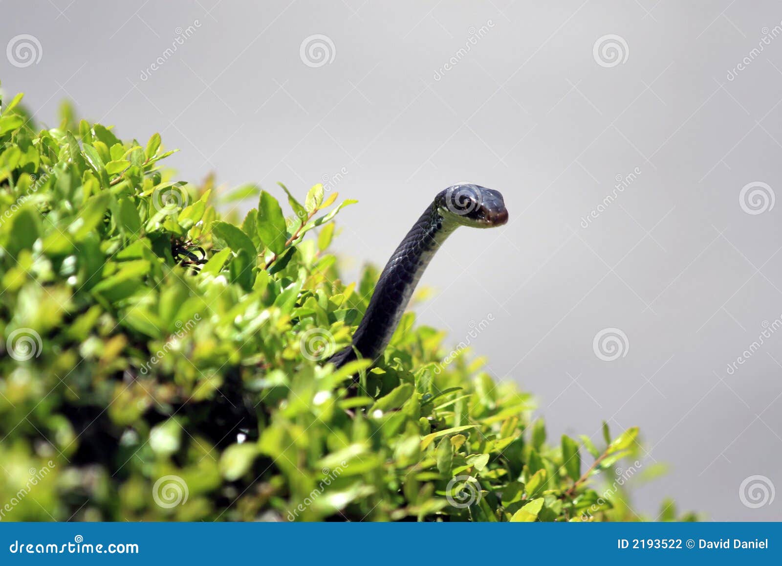 snake in a bush