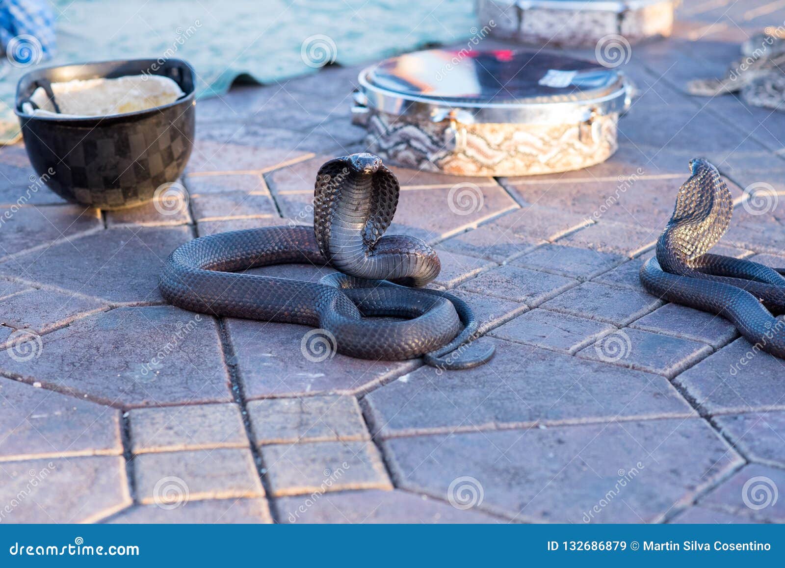 snake cobra show