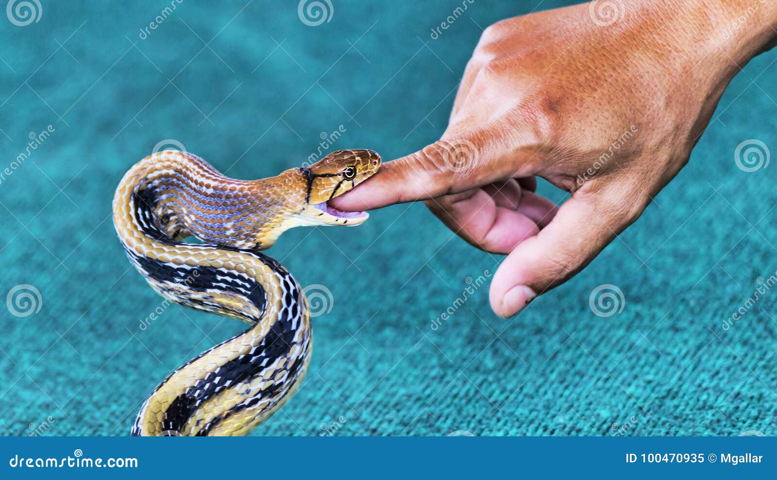 The Snake Coelognathus Radiatus Biting A Finger Royalty-Free Stock
