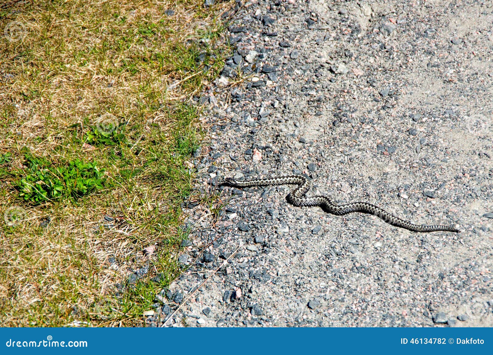 Snake Crawling on the Pavement in the Grass. Stock Photo Image of