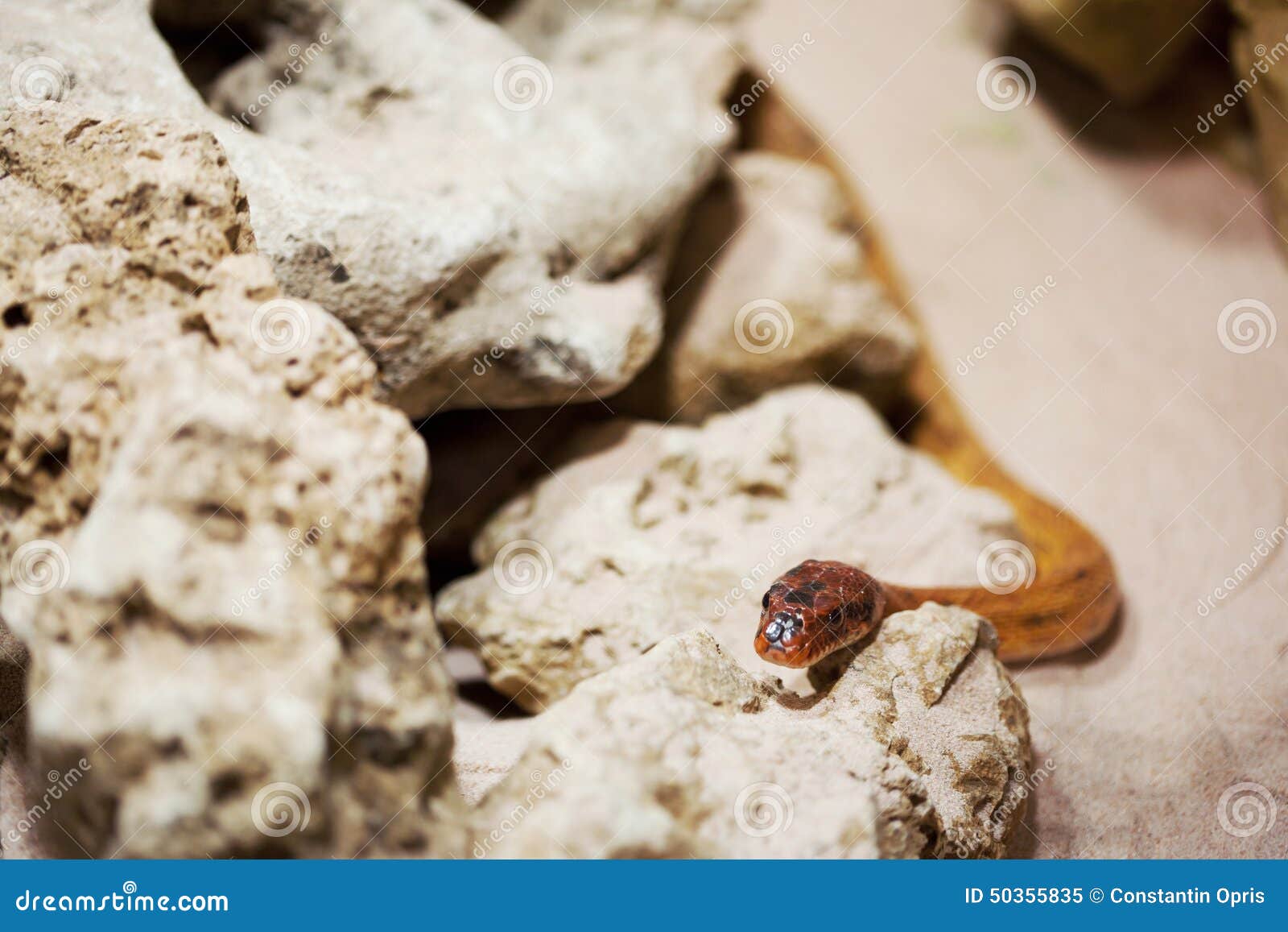 Snake crawling on a stone stock image. Image of stones 50355835