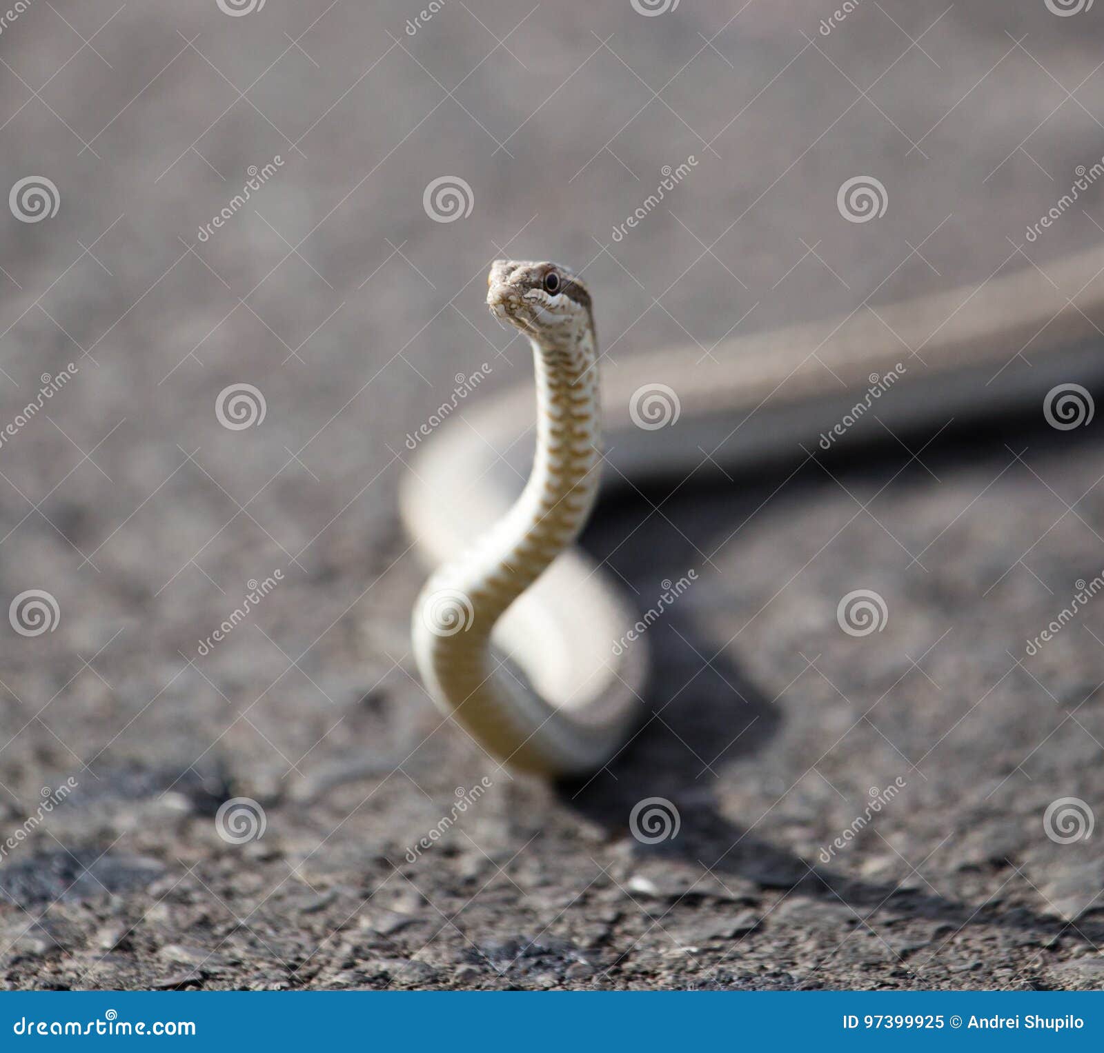 The Snake Crawls Across the Road in the City Stock Image Image of