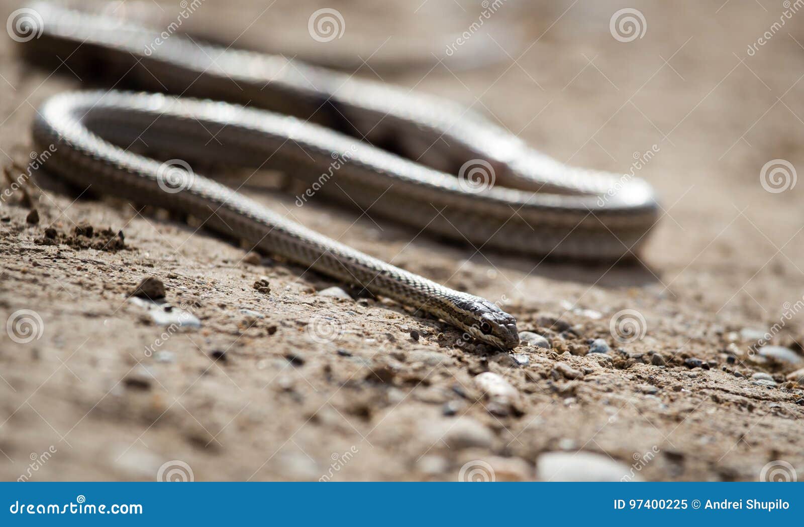 The Snake Crawls Across the Road in the City Stock Image Image of