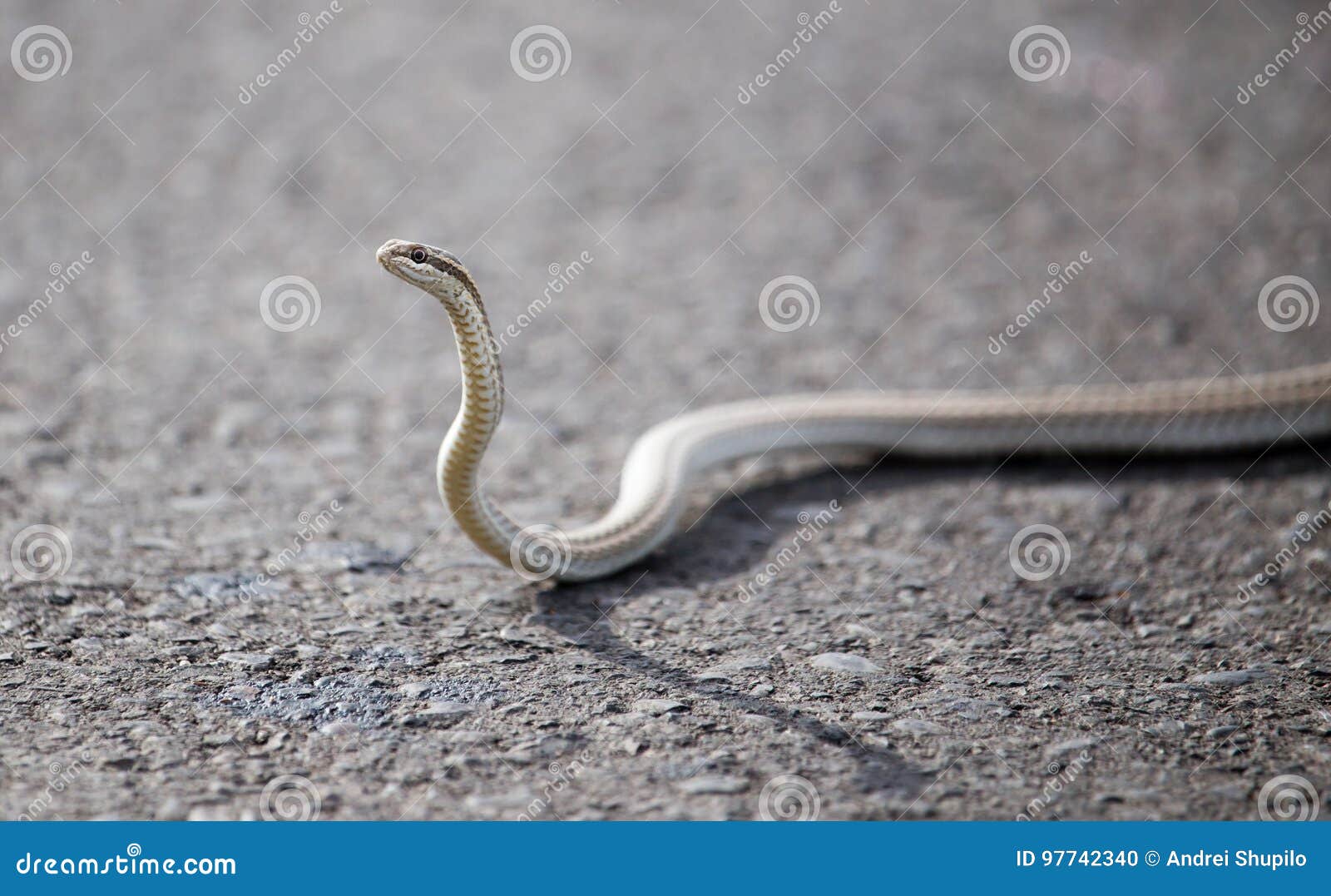 The Snake Crawls Across the Road in the City Stock Photo Image of