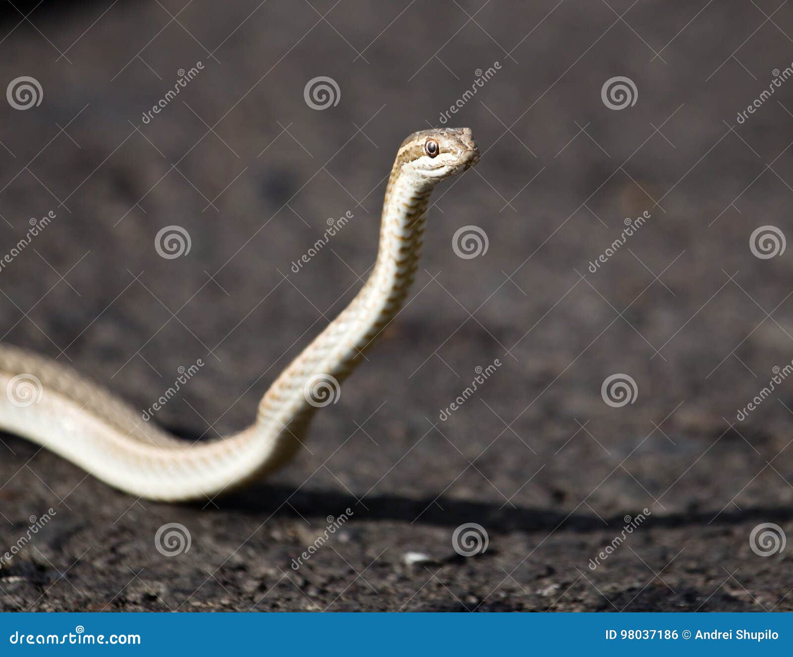 The Snake Crawls Across the Road in the City Stock Photo Image of