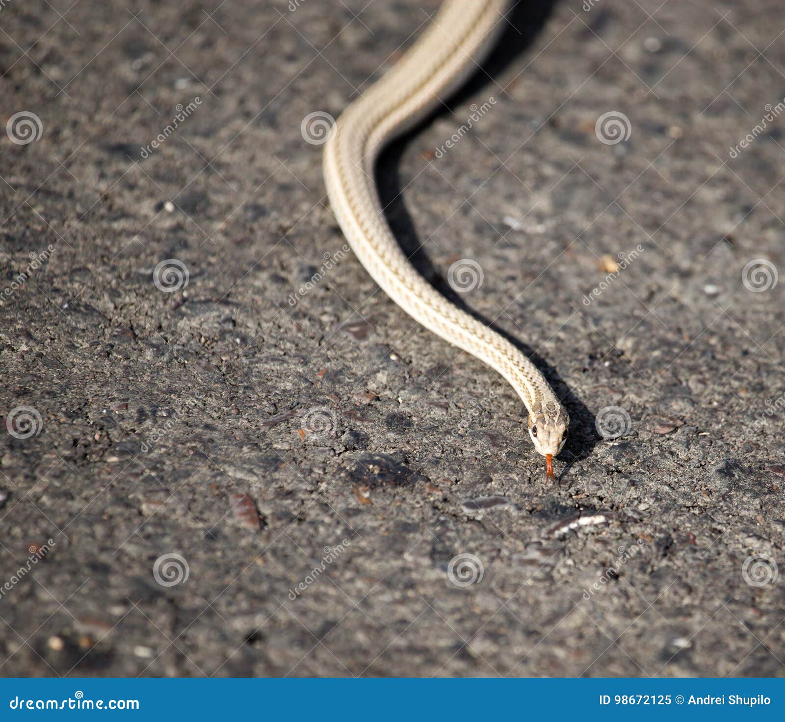 The Snake Crawls Across the Road in the City Stock Image Image of
