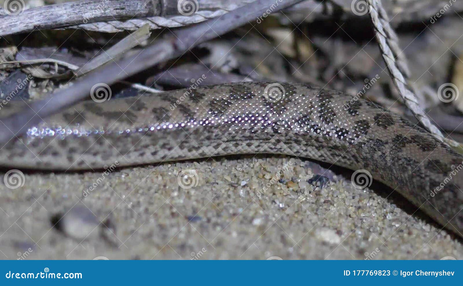 The snake crawls at night stock video. Video of herpetology 177769823