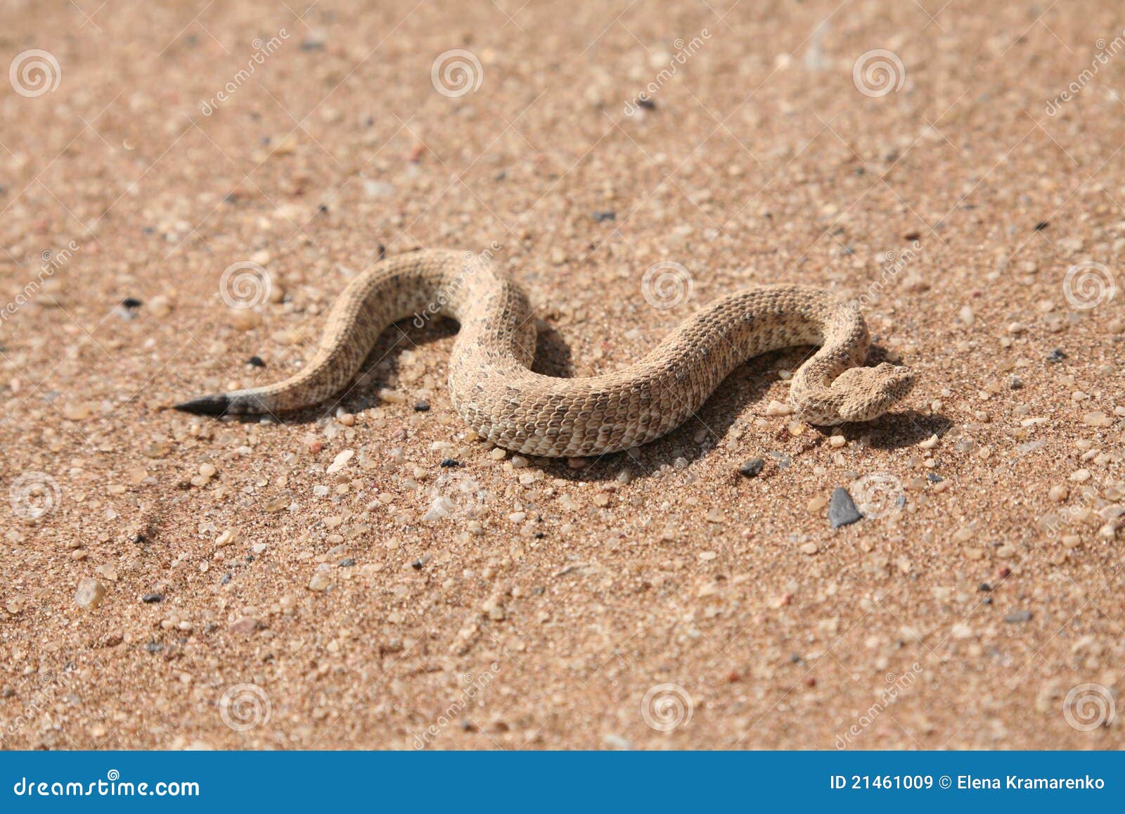 Snake In Desert Royalty Free Stock Images Biology Diagrams