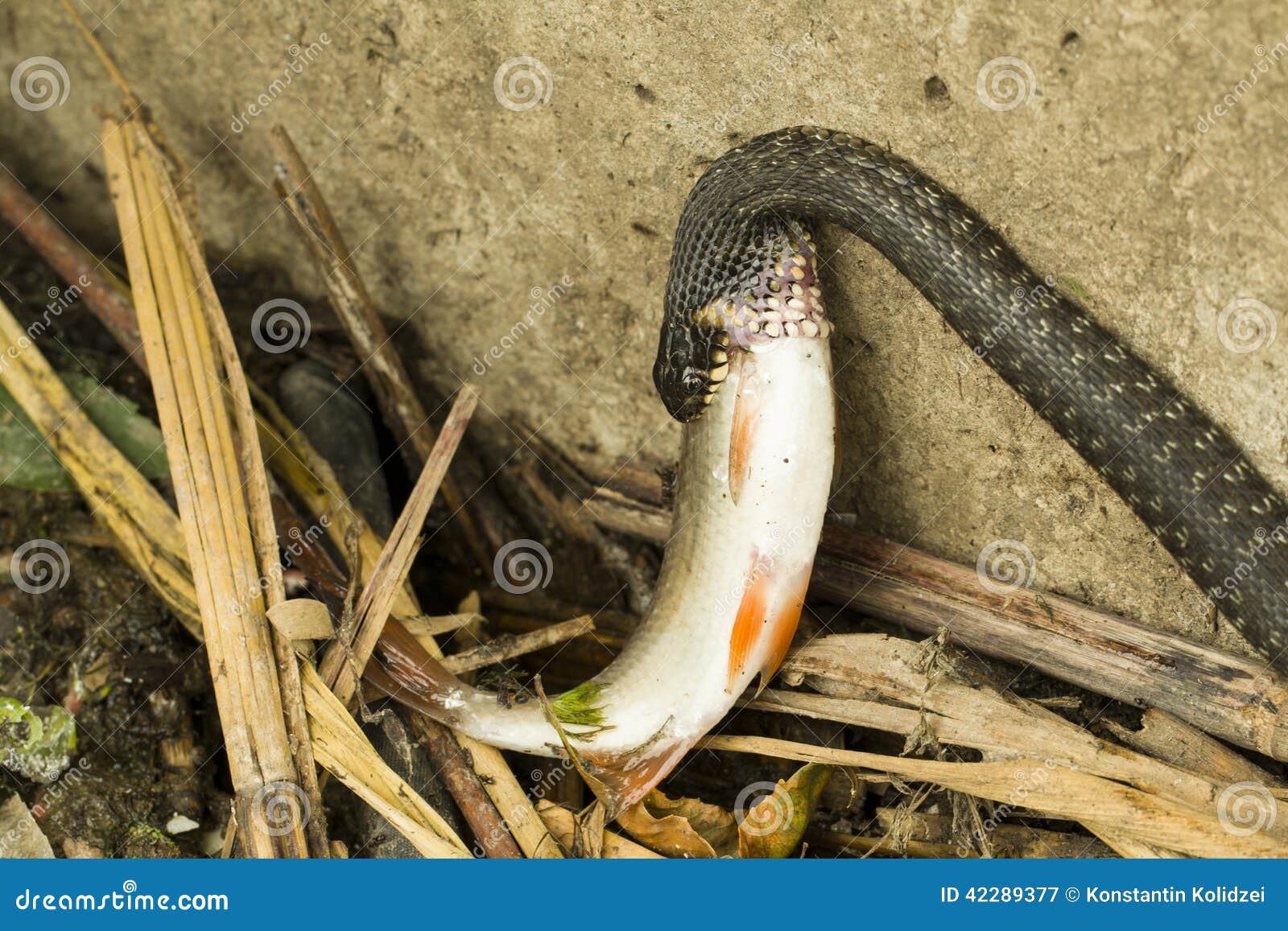 Snake Eating Fish stock image. Image of themes, action 42289377