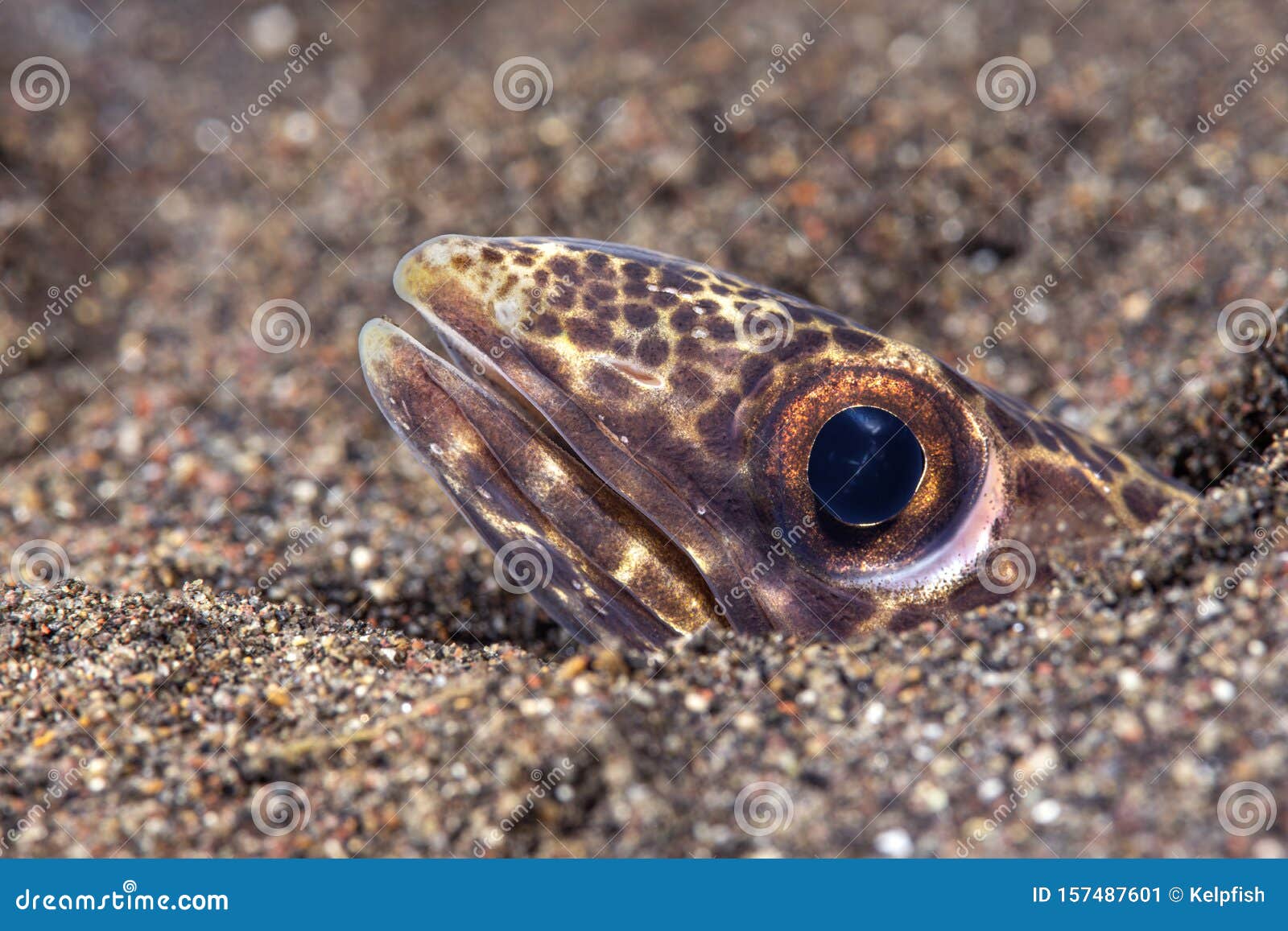snake eel peeking out of its burrow