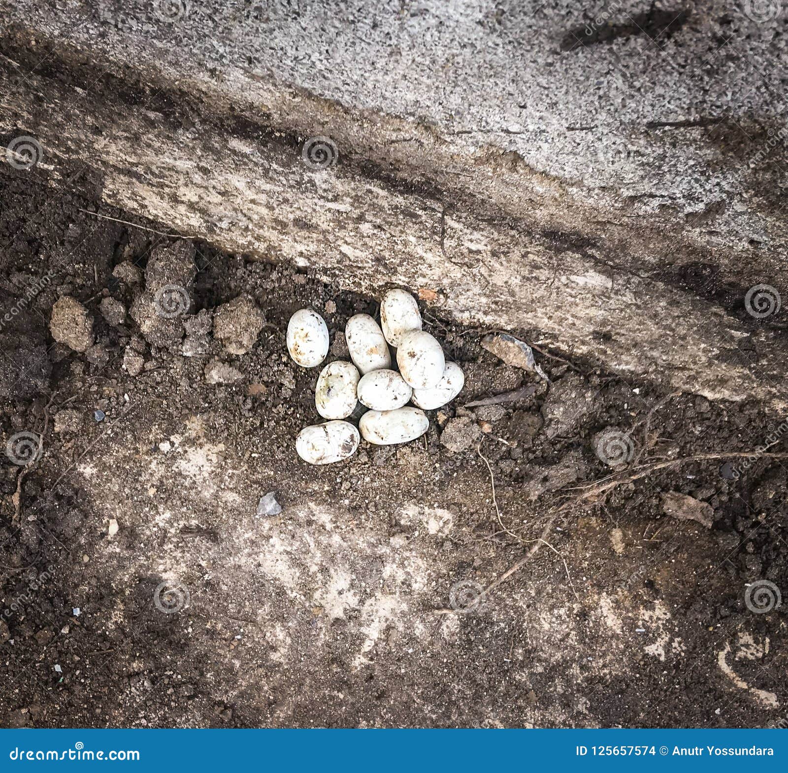 Snake Eggs Found In House Garden Stock Photo Image Of Macro