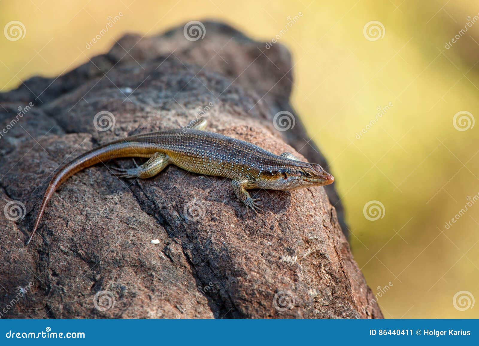 snake-eyed skink (panaspis wahlbergi)