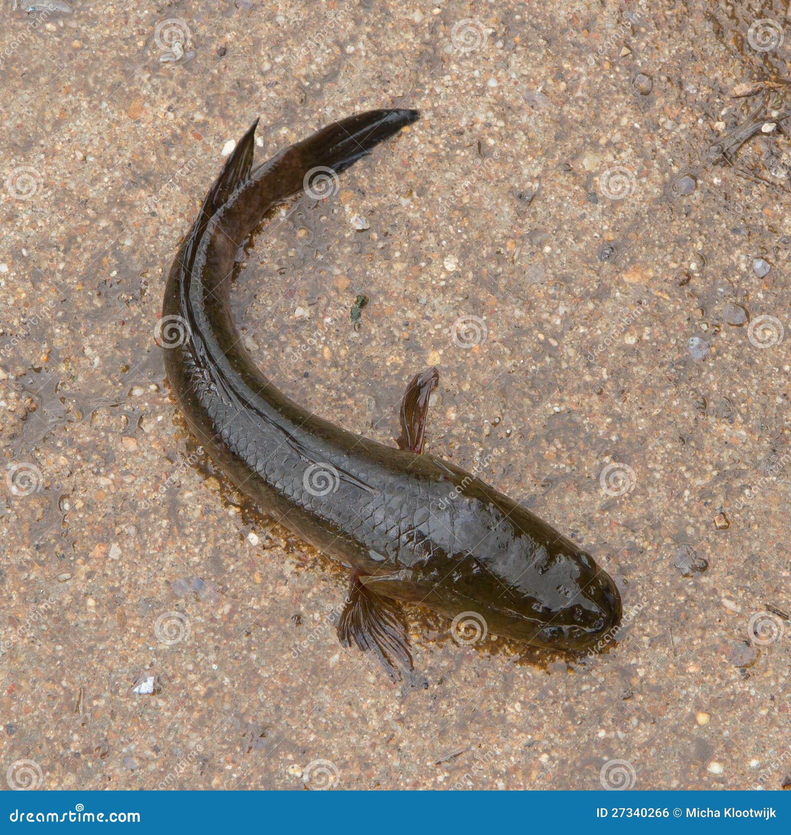 Scales Of The  Snakehead Fish Which Has A Large Stock Photo