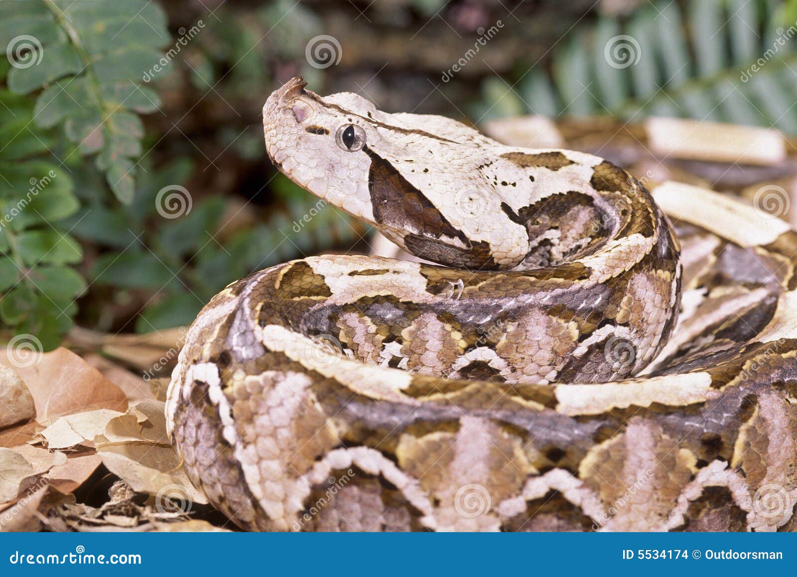 SnakeGaboon viper stock photo. Image of animal, gaboon 5534174