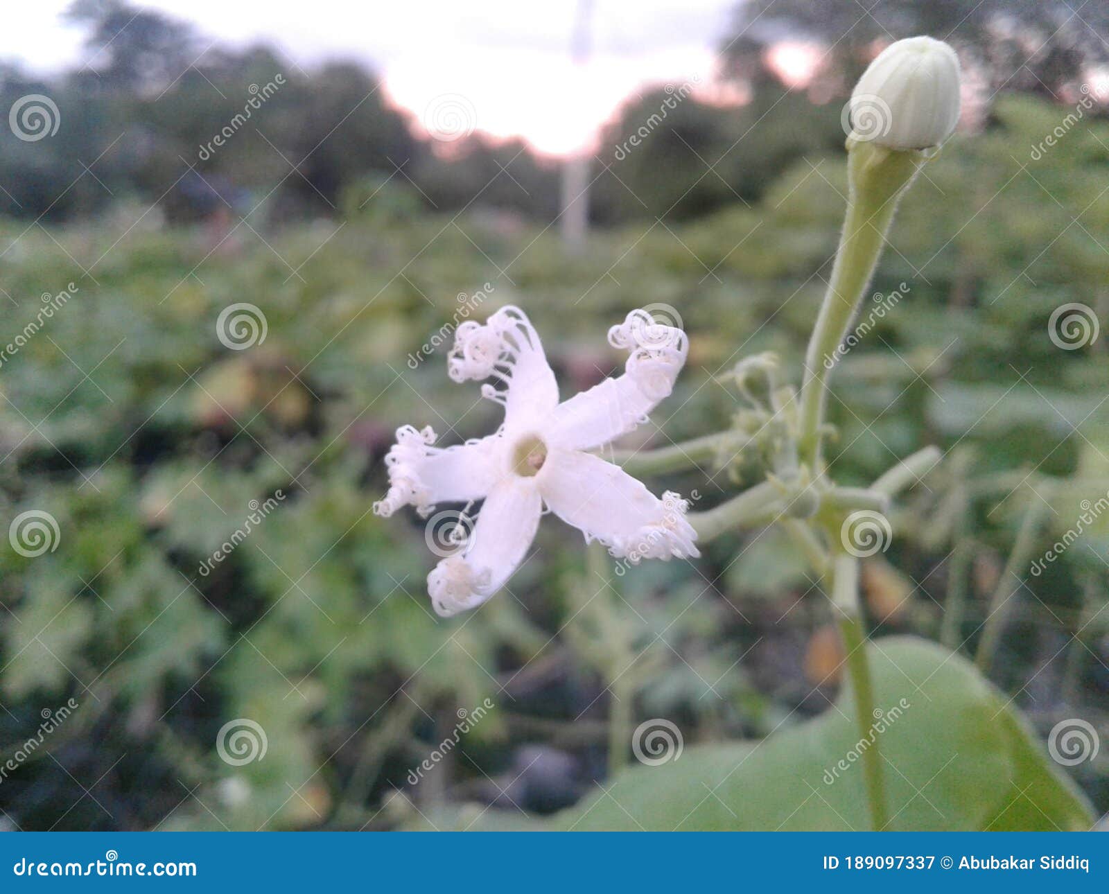 Snake Gourd Flower Photos Free Royalty Free Stock Photos From Dreamstime