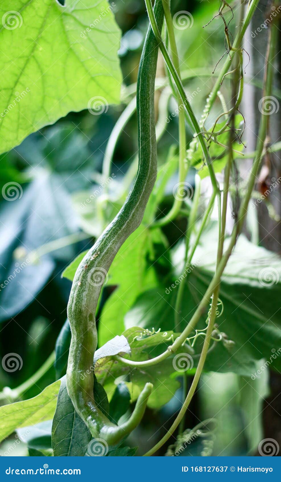 Belut Photos Free Royalty Free Stock Photos From Dreamstime