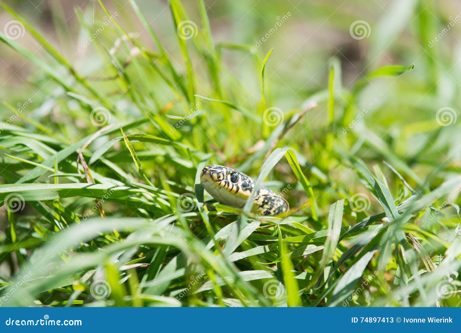 Snake in the grass stock image. Image of harmless, black - 74897413