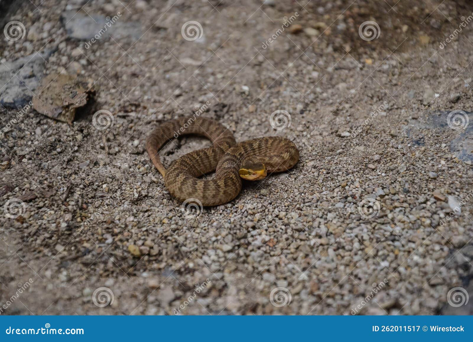 snake on the ground in byeonsan-bando national park, south korea.