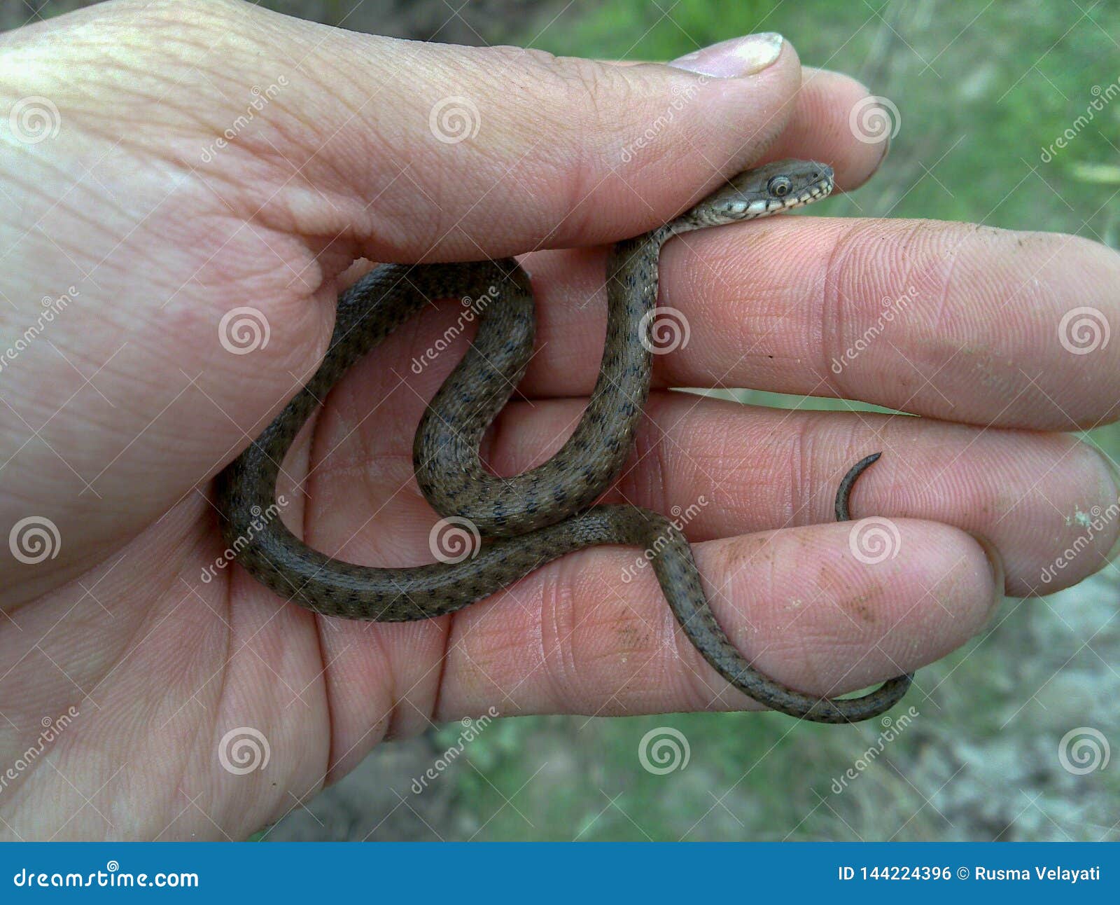 A Snake on Hand, Iran, Gilan, Rasht Stock Photo - Image of snake, hand