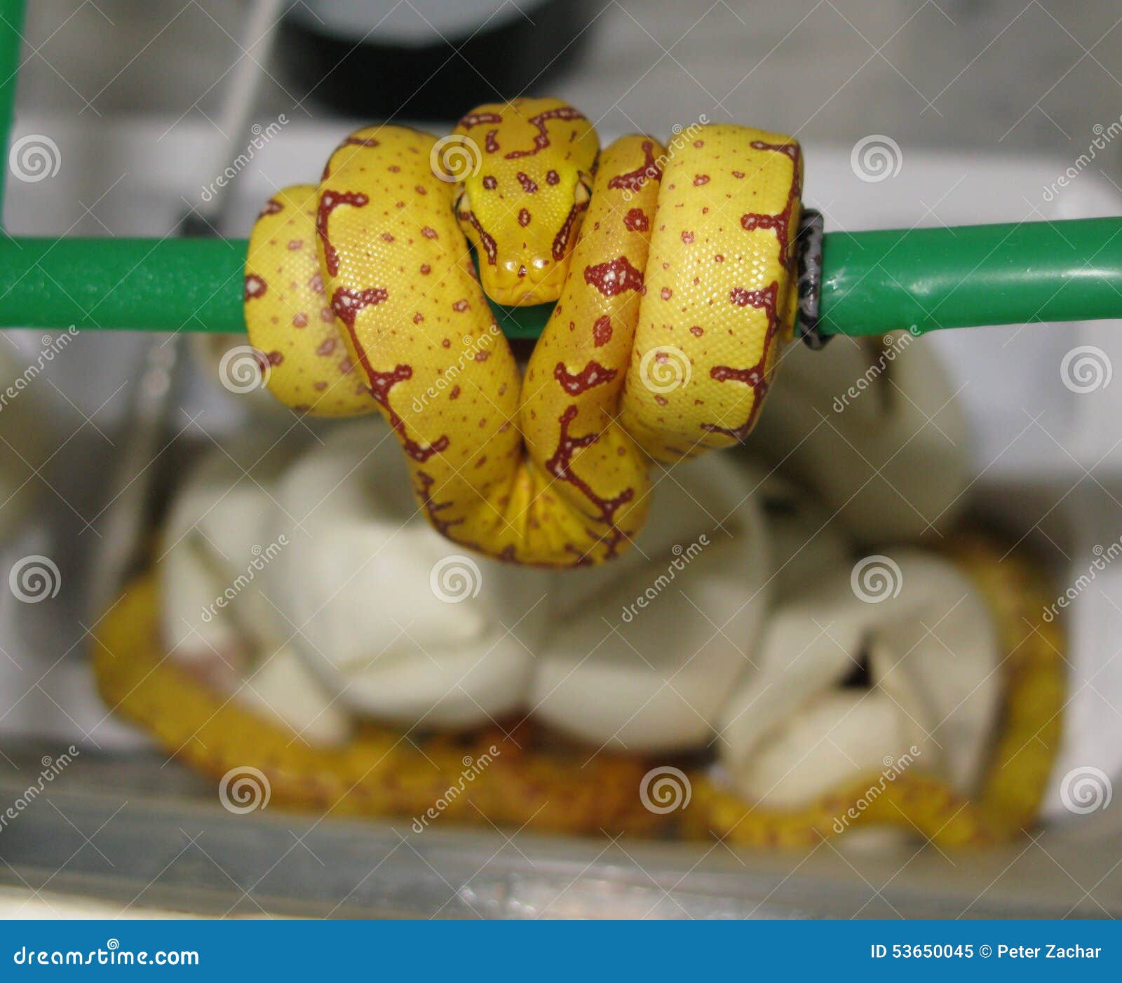 Snake hatching stock image. Image of animals, emerging 53650045