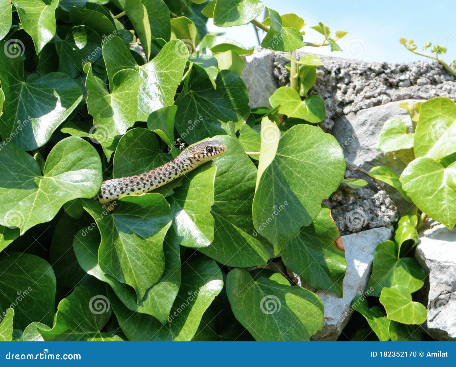 Snake hidden in ivy plant stock photo. Image of climber 182352170