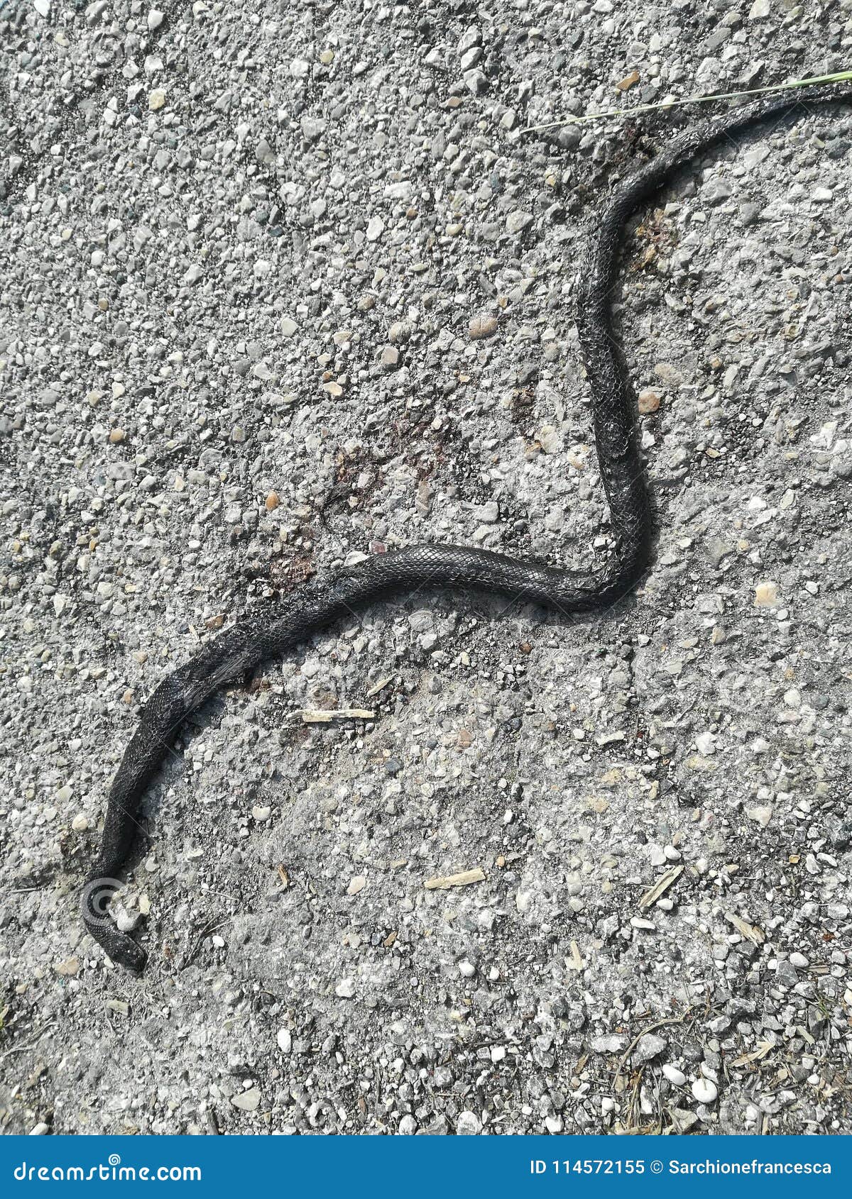A dead snake stock image. Image of animal, animalstheme 114572155