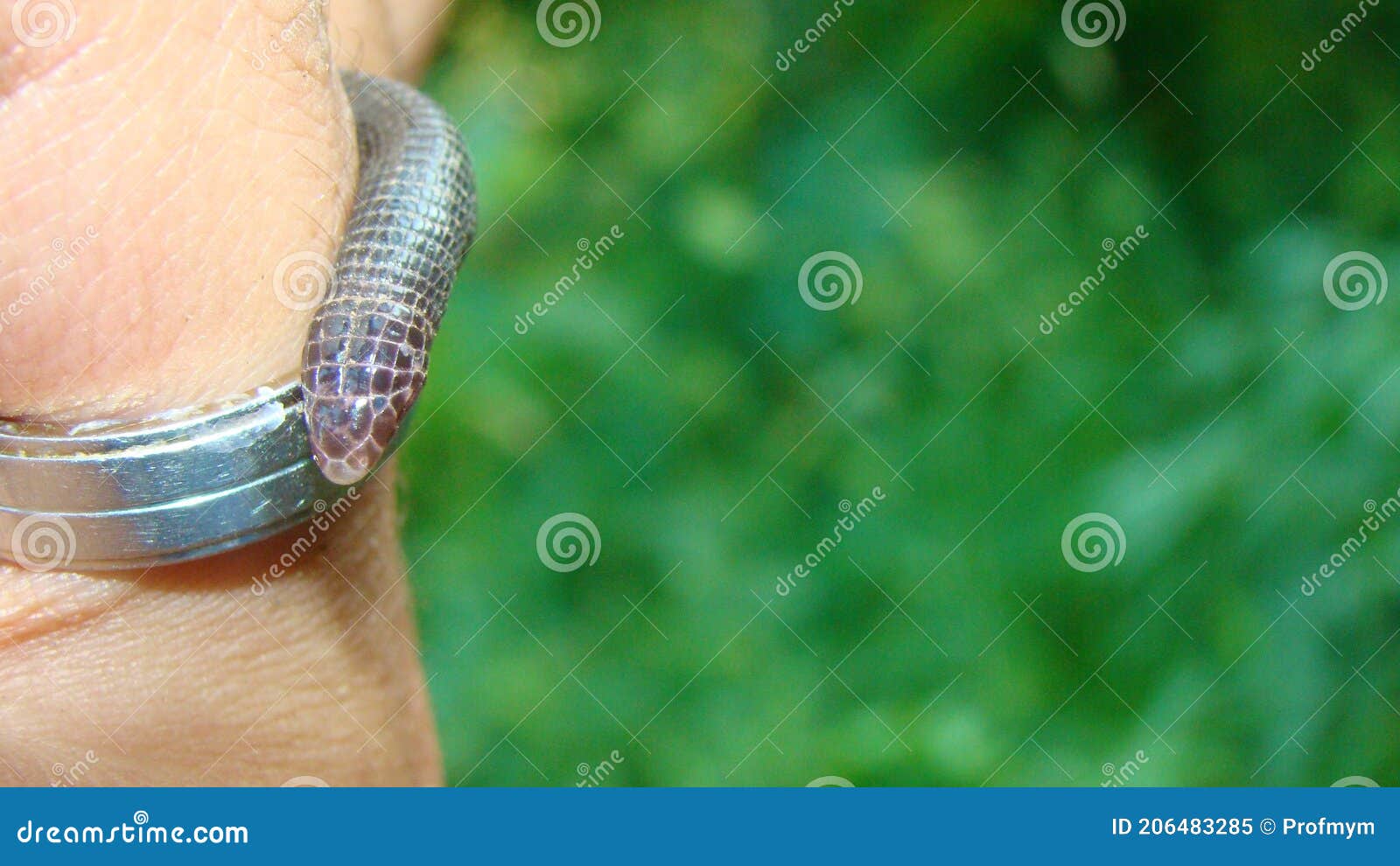 snake looks like worm. exotic vet examines worm snake, iberian worm lizard