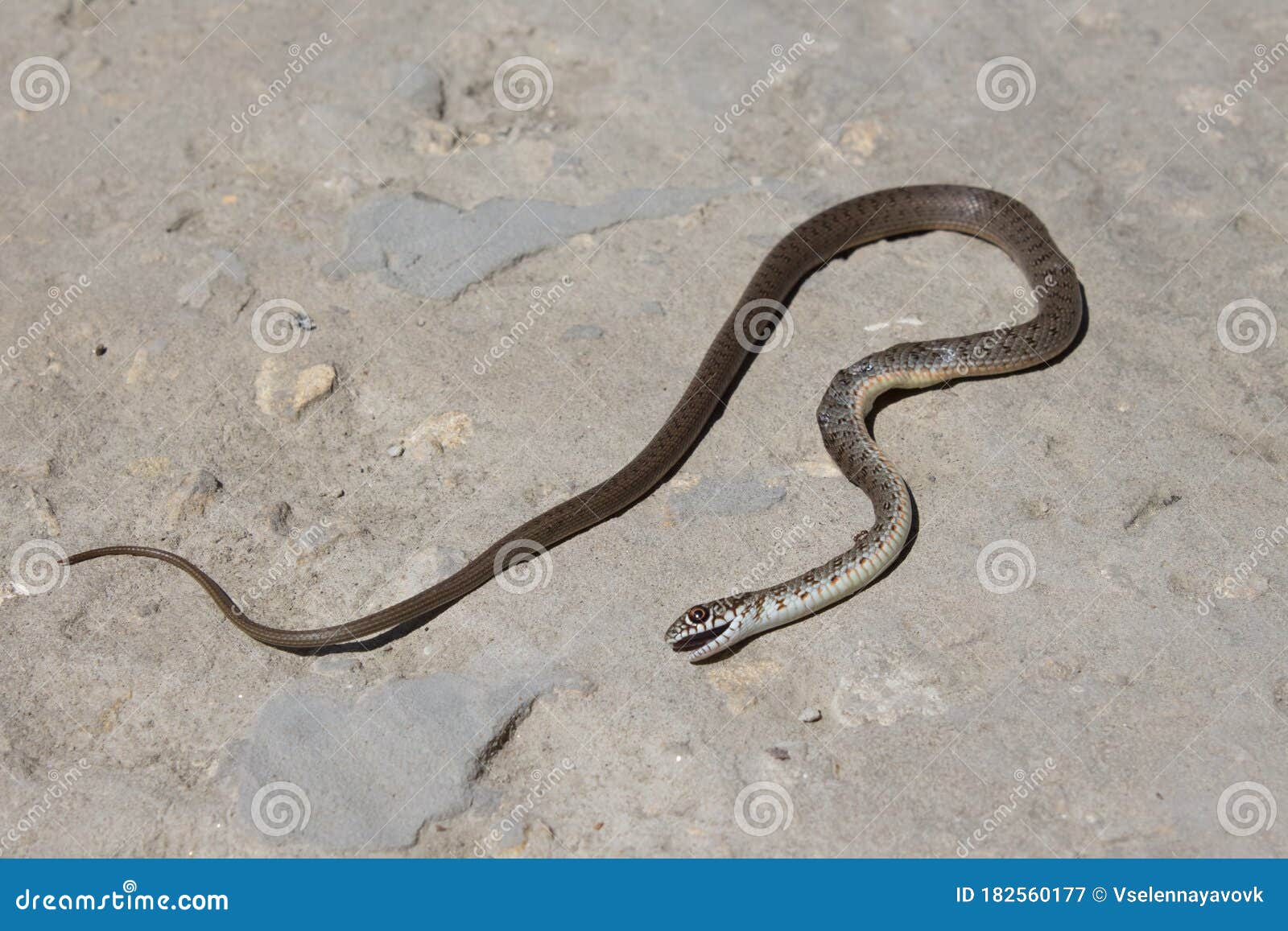 Snake with Open Jaws Krupnom Plan Looks at Camera and Crawls. Viper and