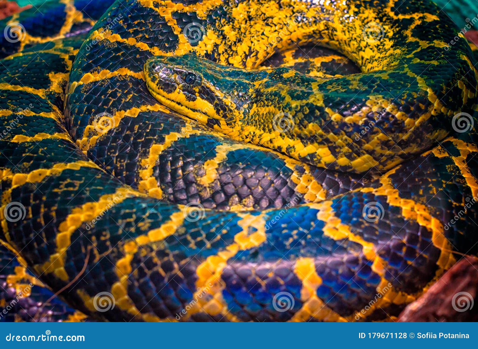 paraguayan south or yellow anaconda is ringed by a ring