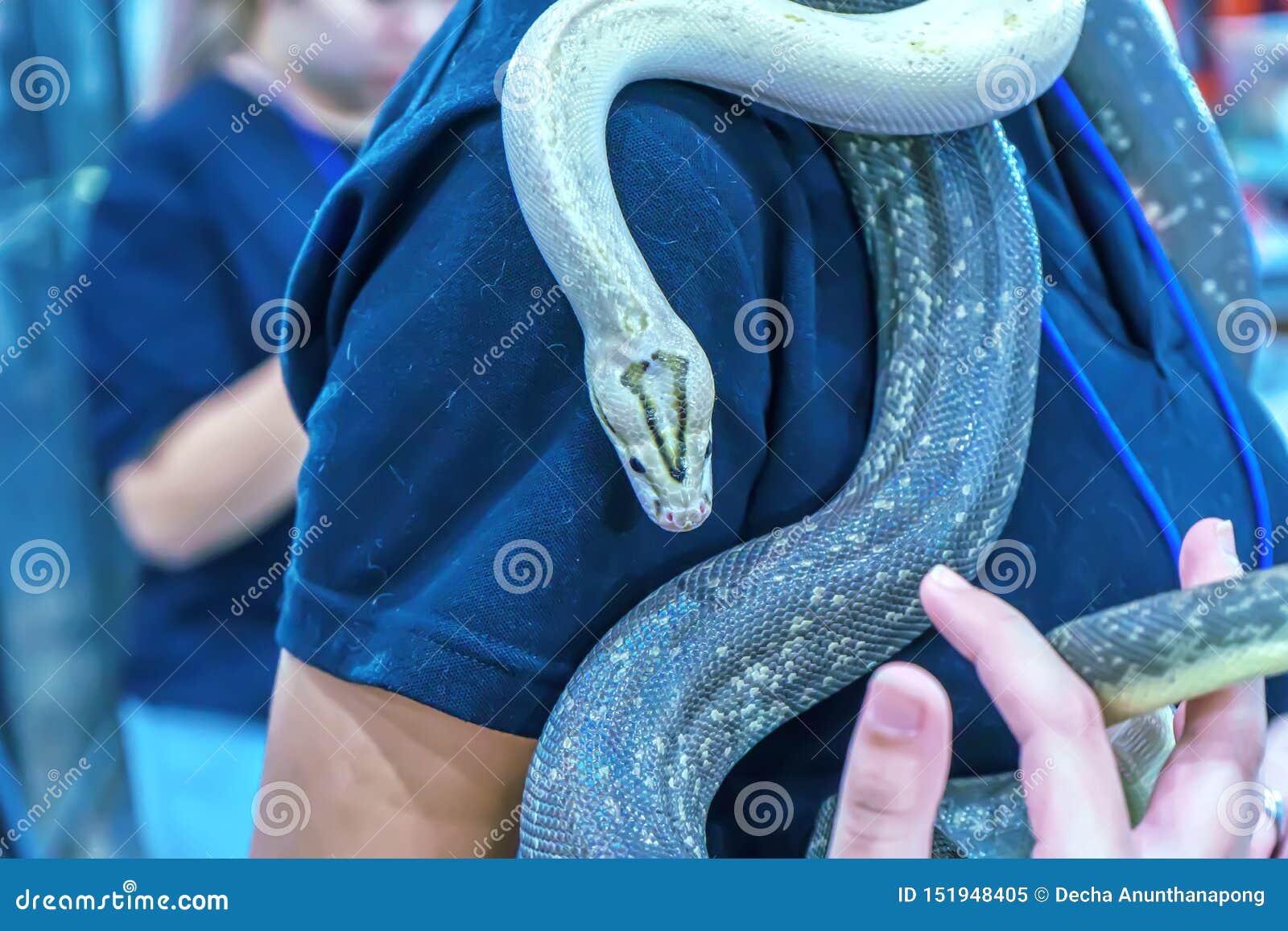 Snake is pet stock image. Image of slow, natural, biology 151948405