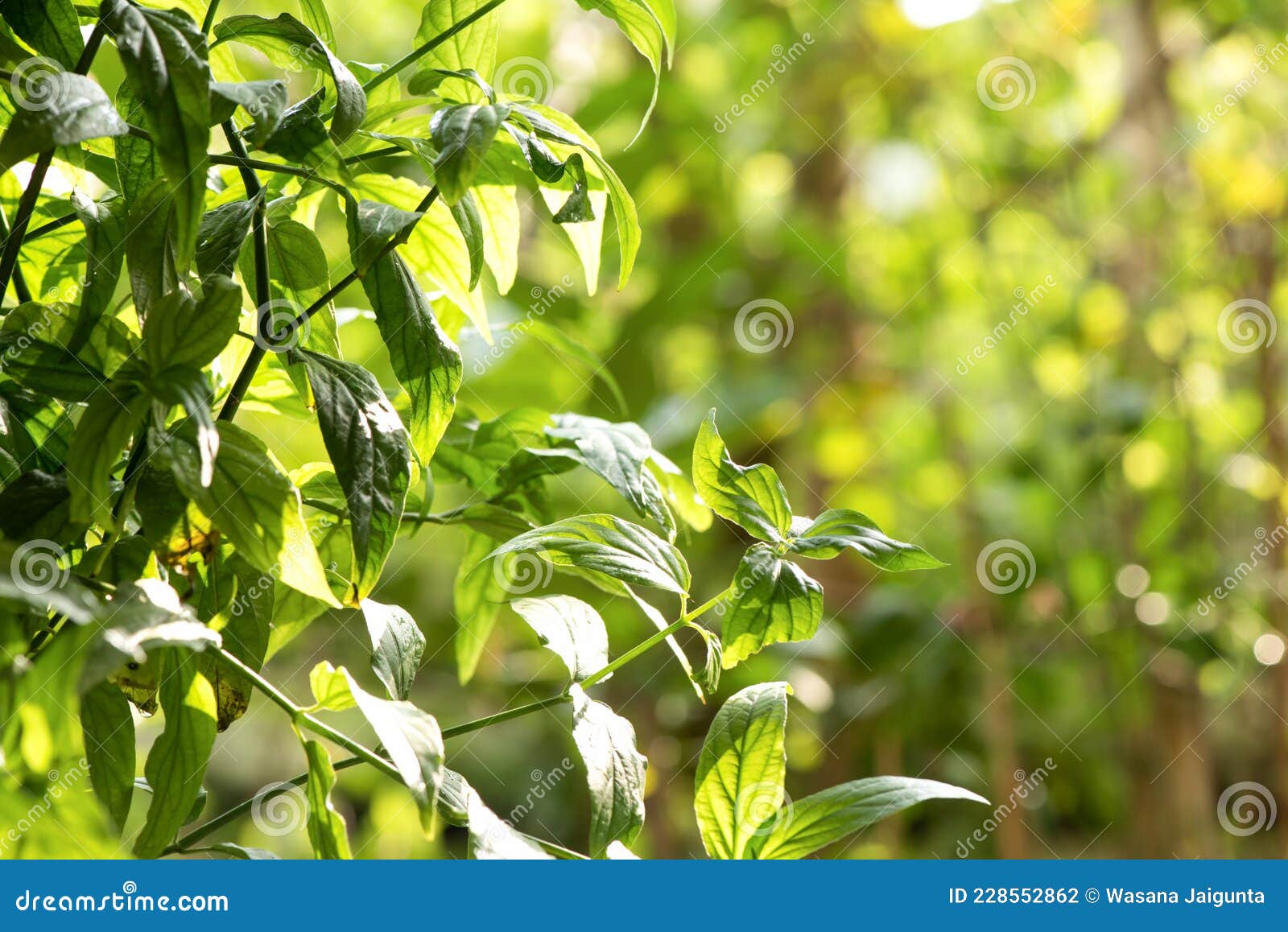 snake plant or clinacanthus nutans trees on nature background