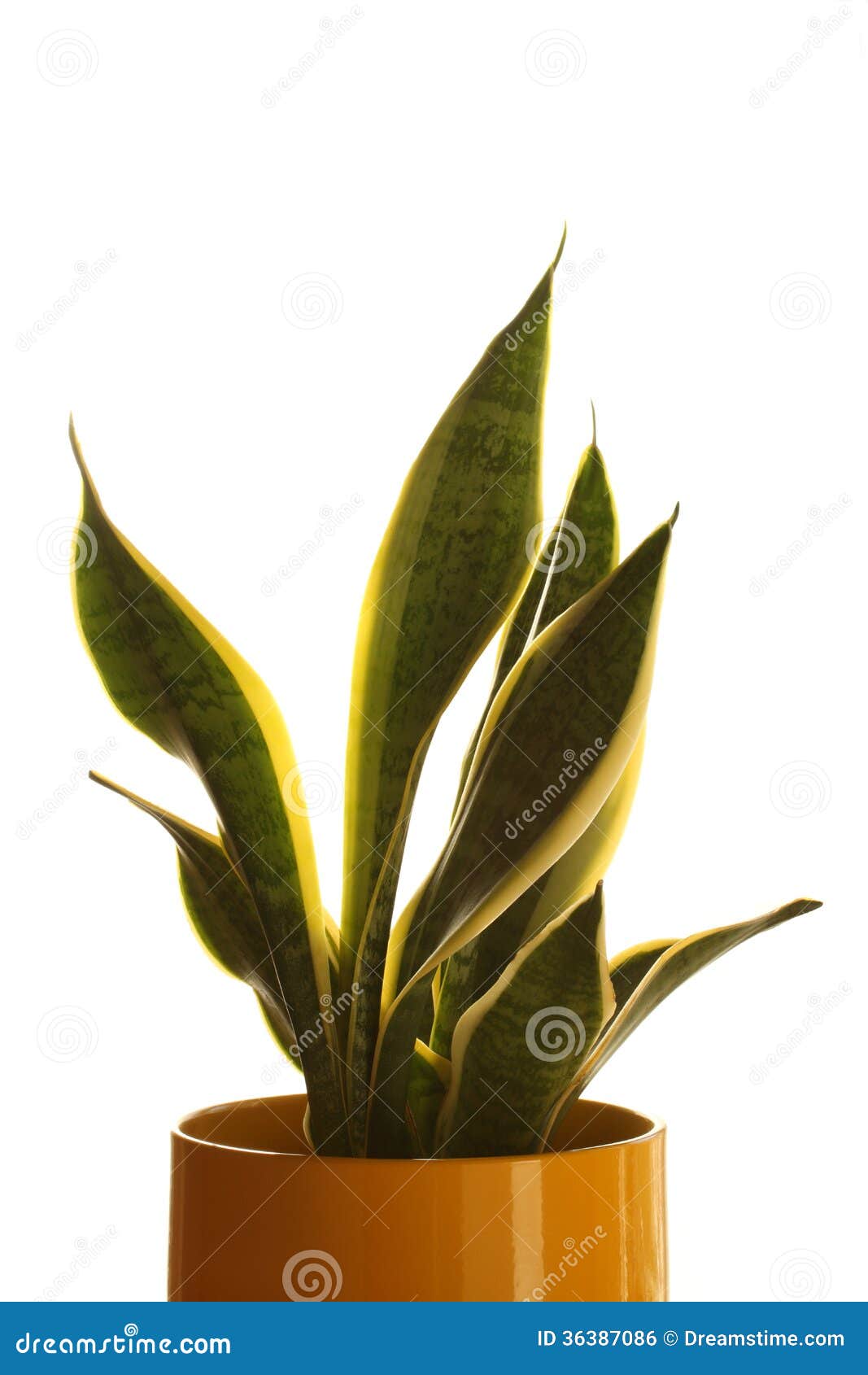 Snake plant in yellow pot stock photo. Image of 36387086