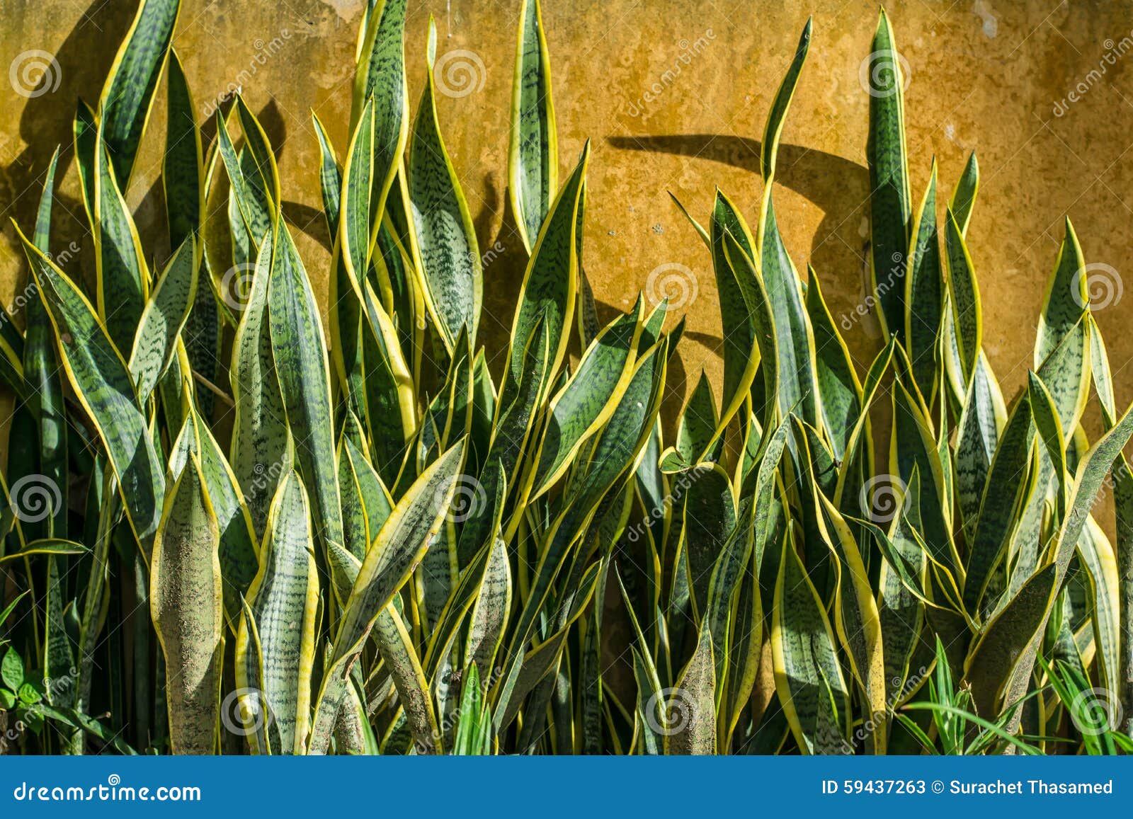 Snake plant stock image. Image of interior, mother, design 59437263