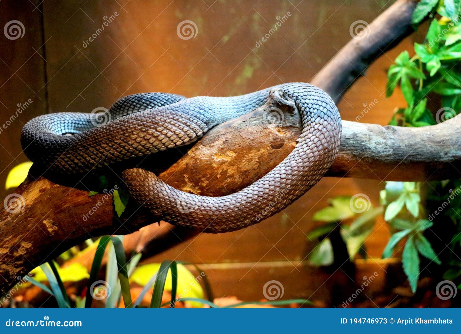 snake is resting on tree