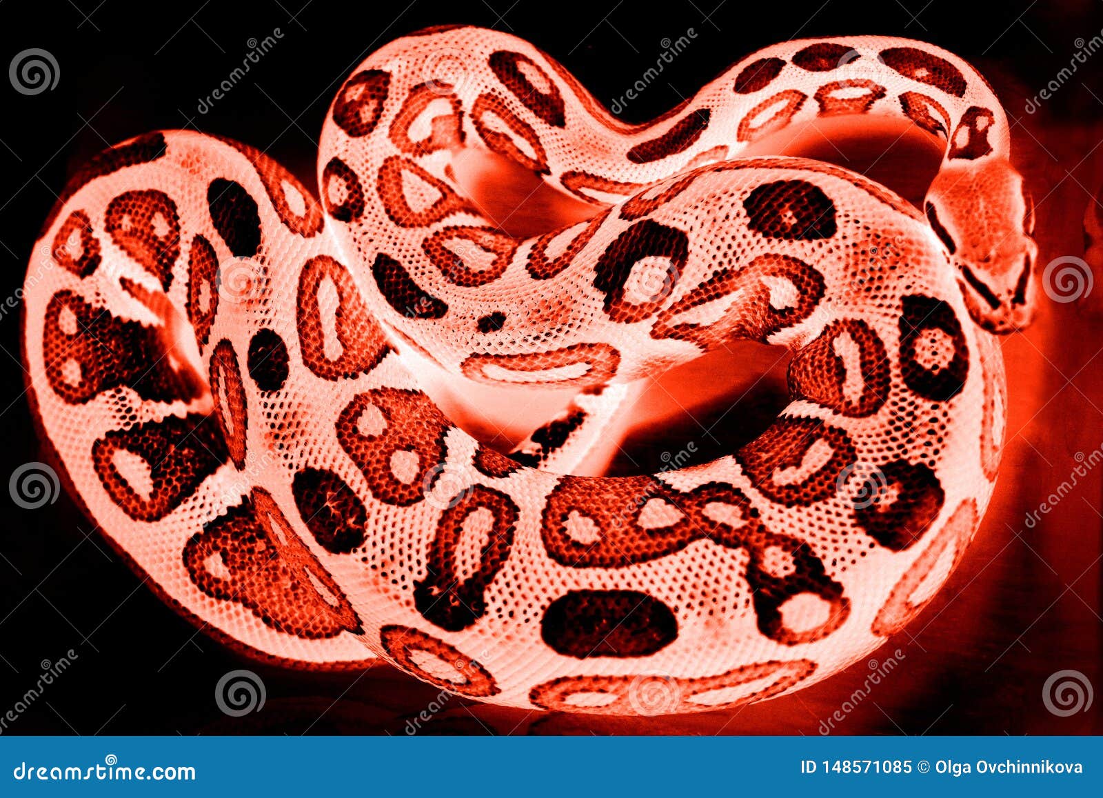 Snake Royal Python, or Ball Python Python Regius Lies in a Plastic Box