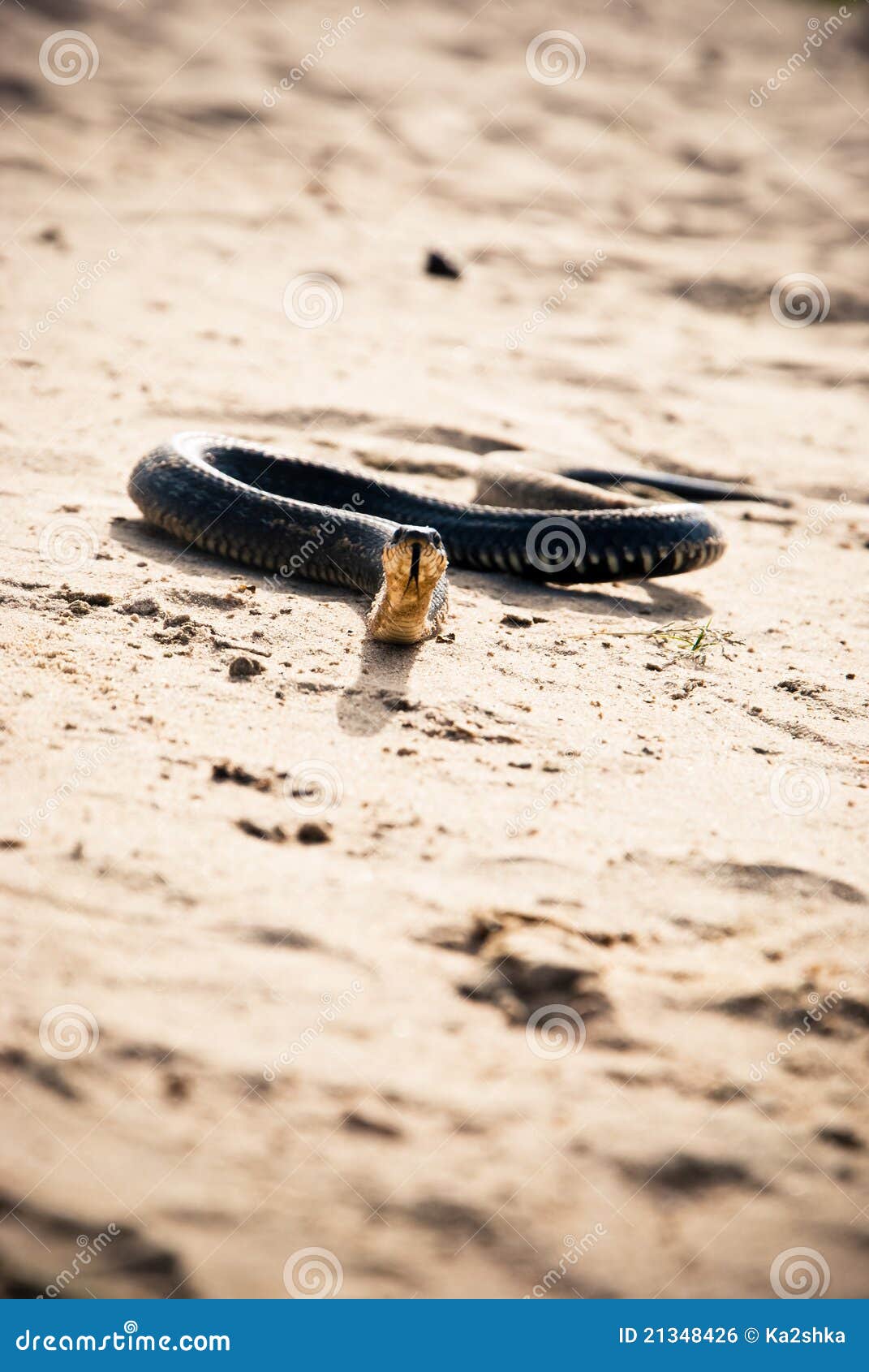 Snake in the Sand in the Desert Stock Photo Image of fauna, creature