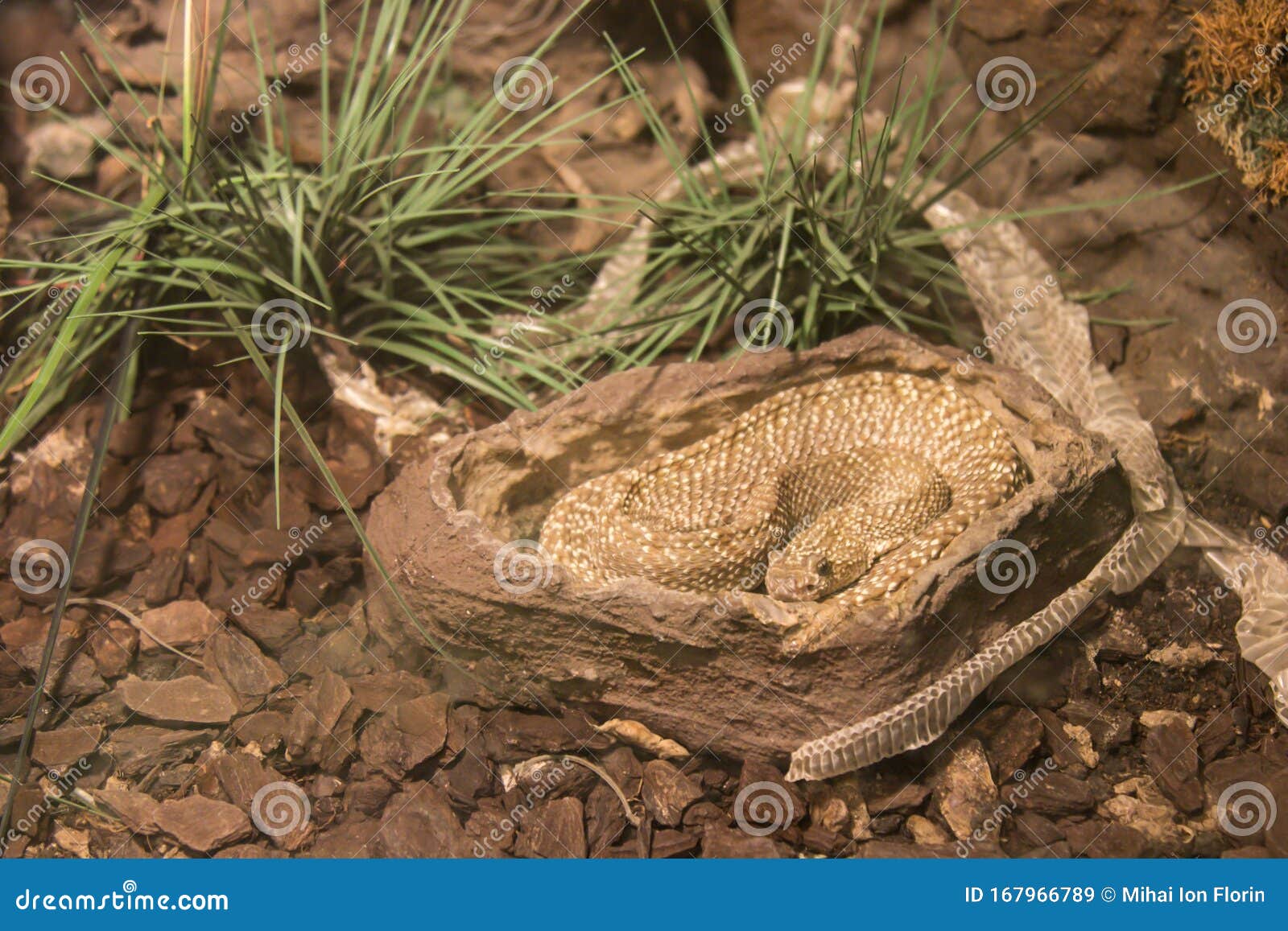 Snake Siting in His Stone Bed Stock Image - Image of garden, snake