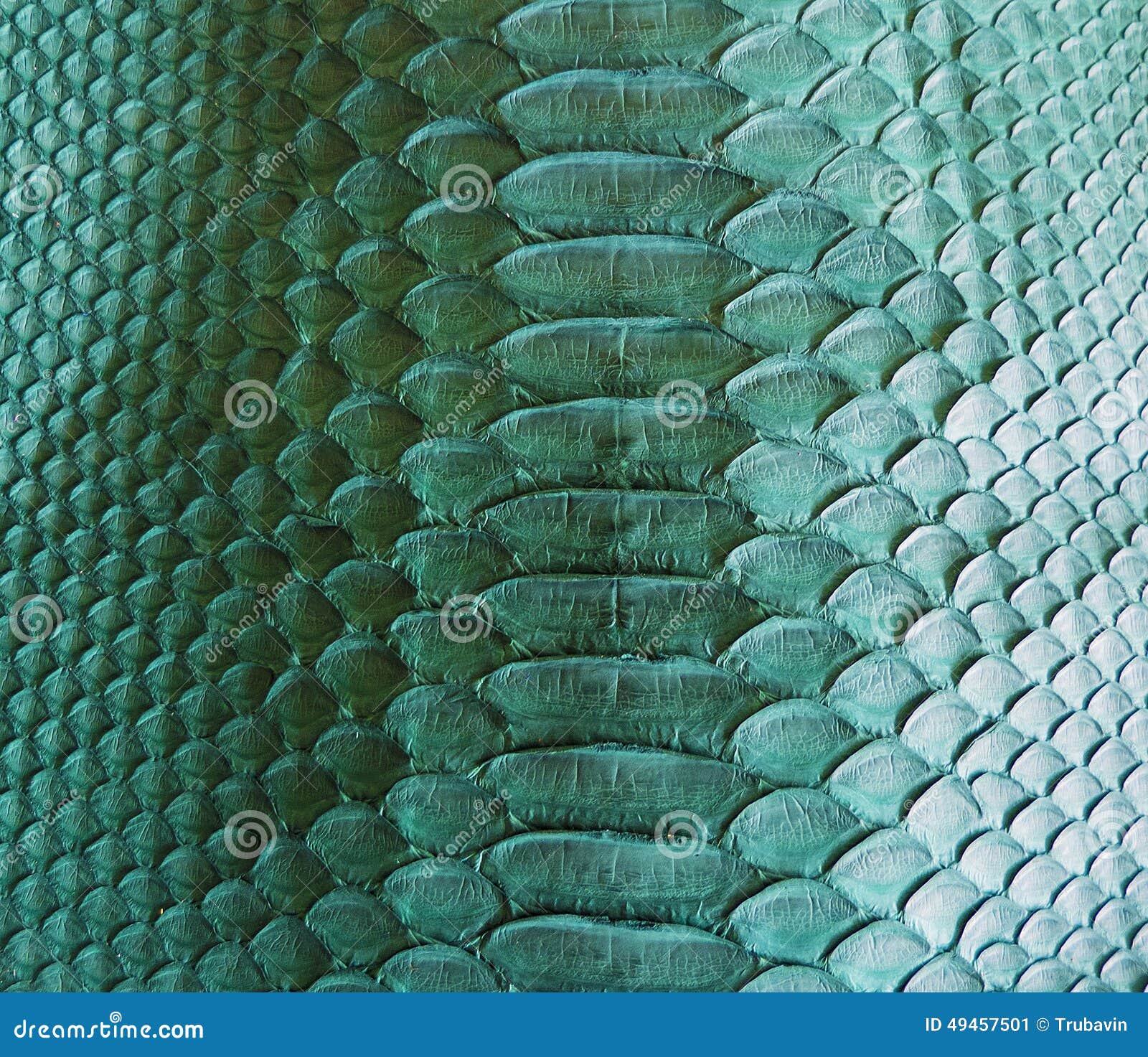 Snake Skin Stock Photo - Image: 49457501