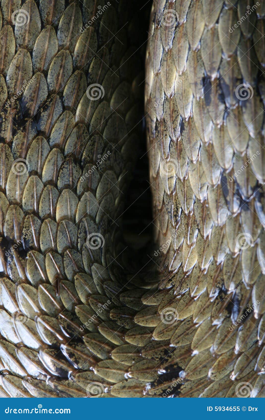 12,992 Snake Skin Texture Stock Photos - Free & Royalty-Free Stock Photos  from Dreamstime