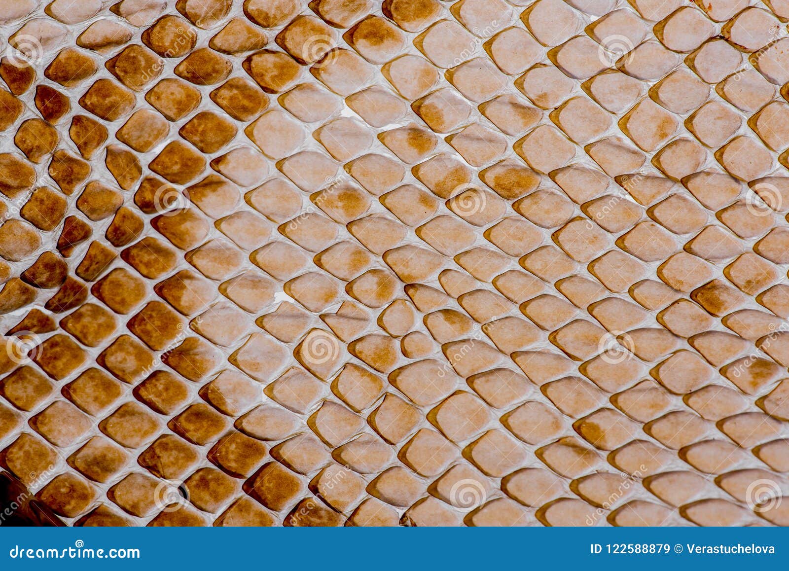 12,992 Snake Skin Texture Stock Photos - Free & Royalty-Free Stock Photos  from Dreamstime