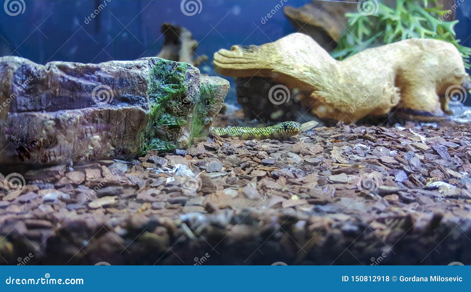 Snake in terrarium stock photo. Image of large, beauty 150812918